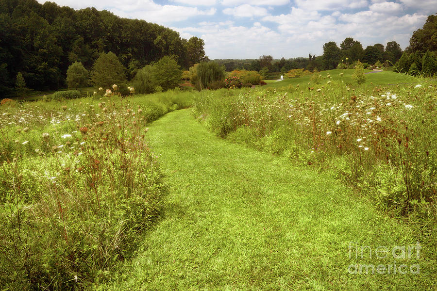 Garden Photograph - Wildflower Field Morning by Susan Isakson