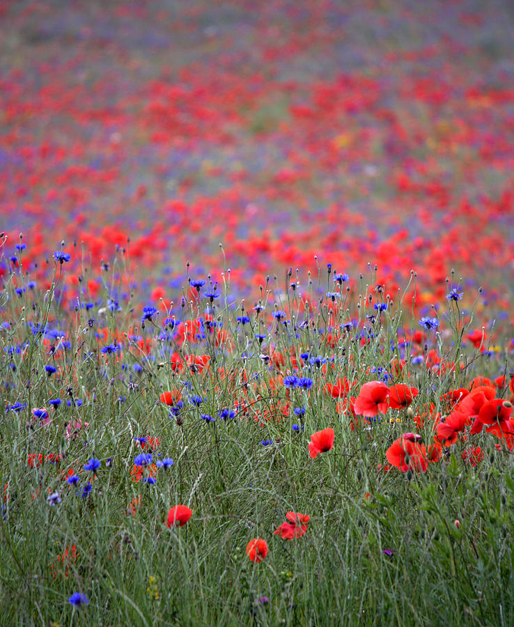 Wildflower field two UK Photograph by Lucy Antony - Fine Art America