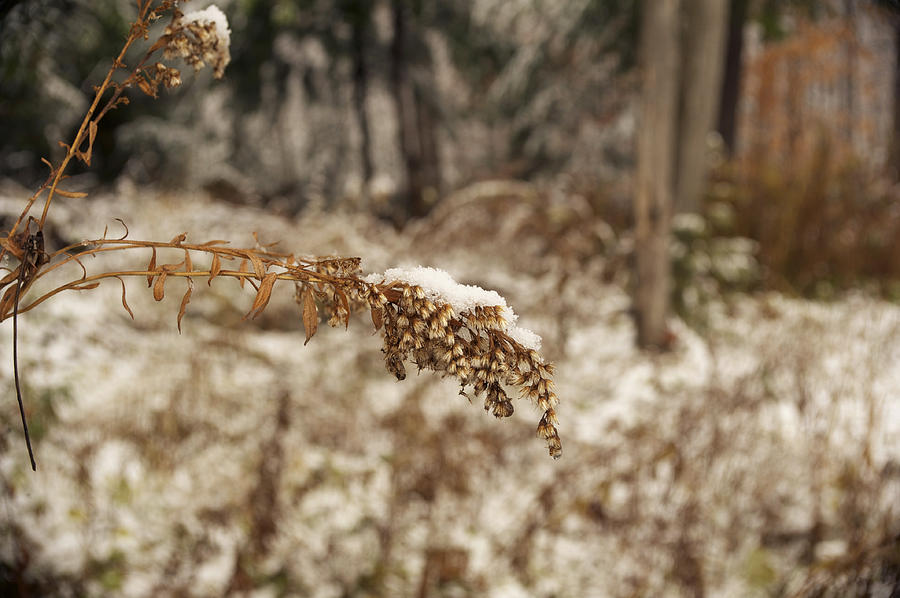 Wildflower In Winter Photograph