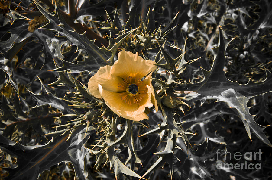 Nature Photograph - Wildflower by L E Jimenez