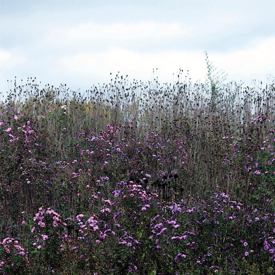 Wildflower Meadow at Markin Glen Photograph by Penny Hunt