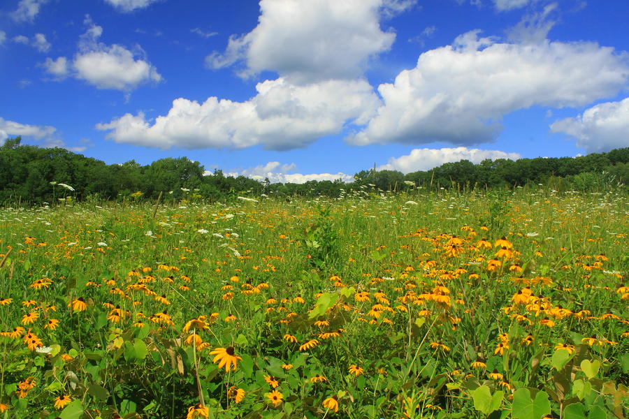 Wildflower Meadow In Summer Photograph