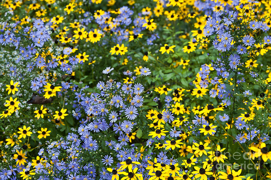 Wildflower Meadow Photograph by John Greim