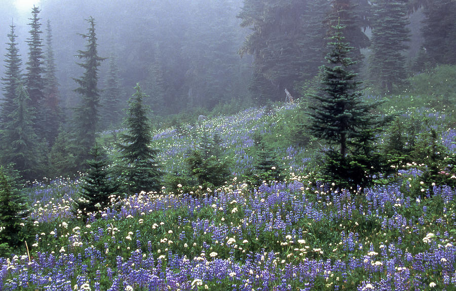 Wildflower Meadow Mt Rainier Photograph by Tom and Pat Cory