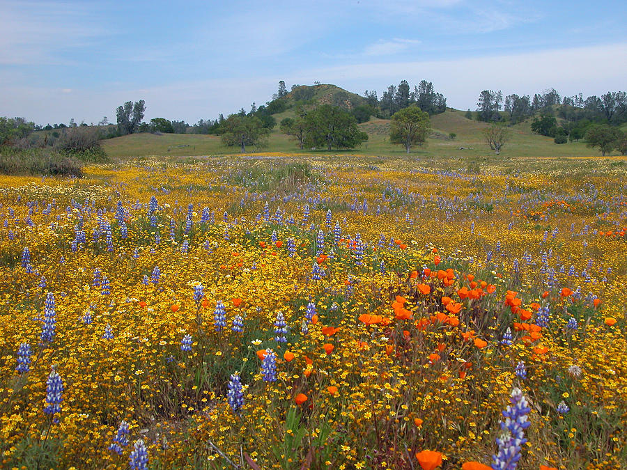 Wildflower Wonderland 8 Photograph by Lynn Bauer - Fine Art America