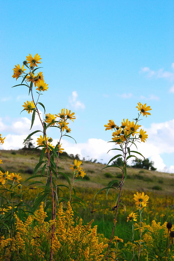 Wildflowers - Reaching Toward The Sky Photograph by Janice Adomeit