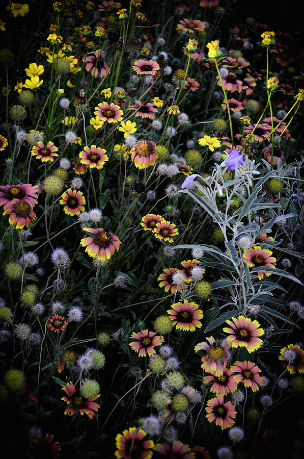 Flower Photograph - Wildflowers 5 by Mauricio Jimenez