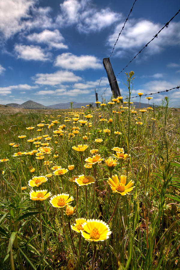 Flower Photograph - Wildflowers and Barbed Wire by Peter Tellone