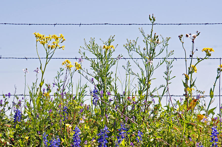 Wildflowers and Barbed Wire Photograph by Teresa Blanton