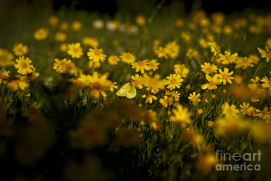 Spring Photograph - Wildflowers and Guest by Royce  Gideon