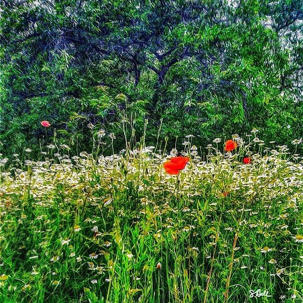 Flower Photograph - Wildflowers And Poppies In St. James by Sue Hall