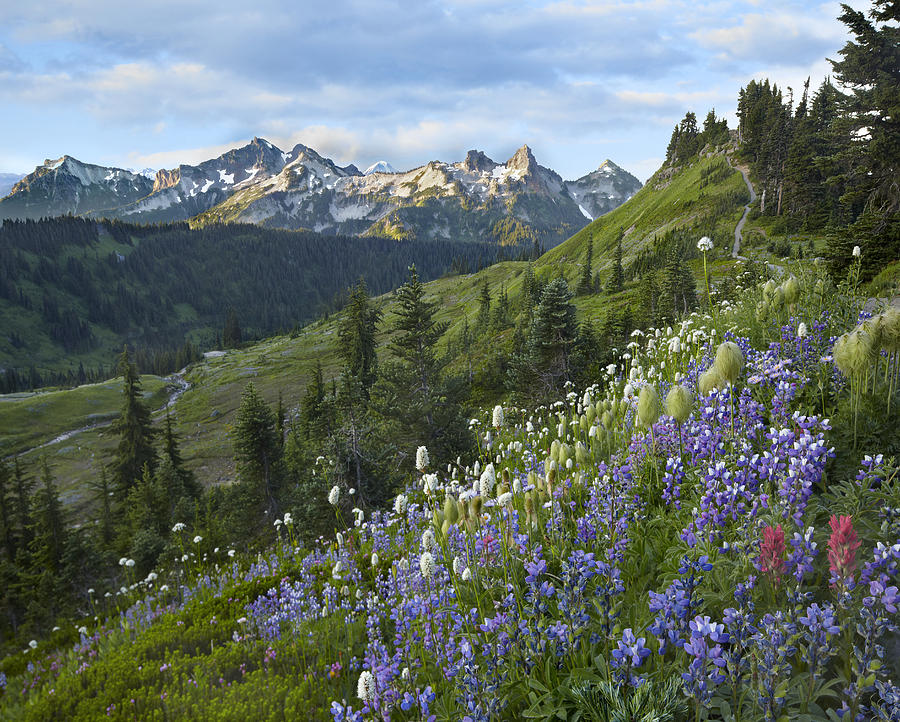 Wildflowers And Tatoosh Range Mount Photograph by Tim Fitzharris