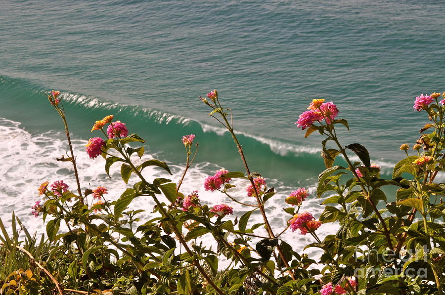 Wildflowers and Waves Photograph by Johanne Peale