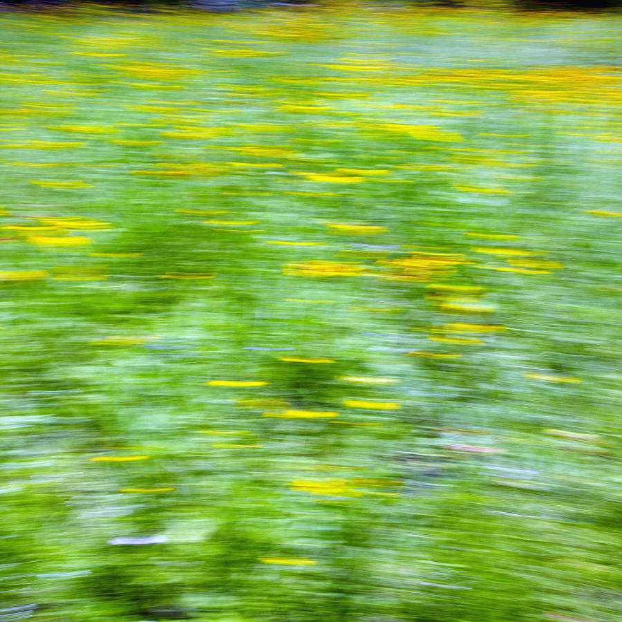 Wildflowers And Wind 3 Photograph