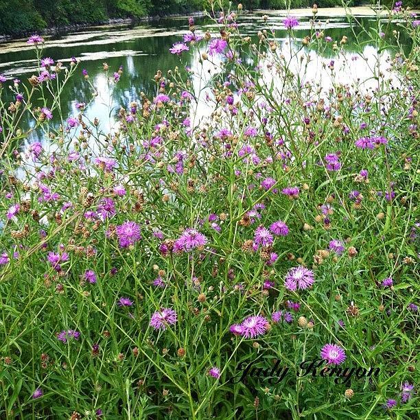 Wildflowers By The Canal Photograph by Judith Kenyon