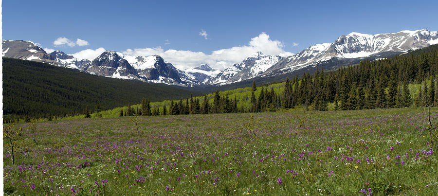 Glacier National Park Photograph - Wildflowers Glacier National Park by Larry Darnell