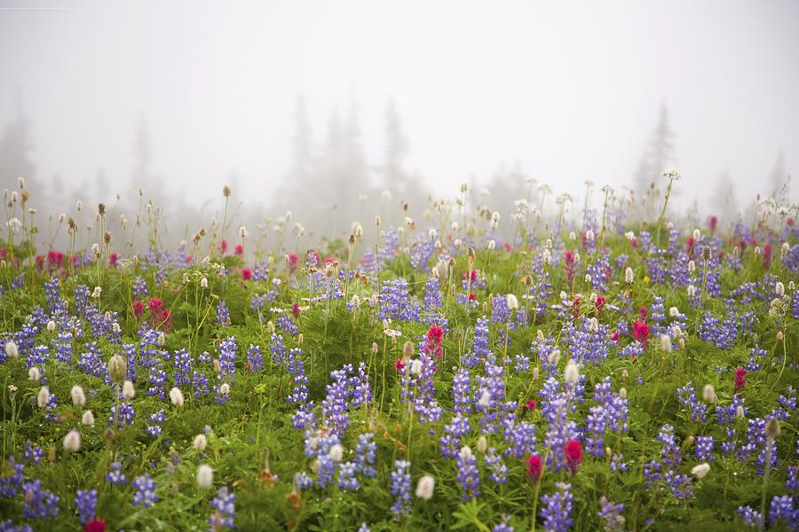 Wildflowers In A Meadow With Fog In Mt Rainier National Park Photograph by Design Pics / Craig Tuttle