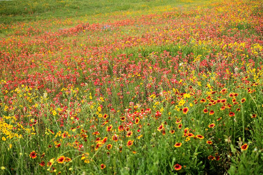 Wildflowers in Austin Texas Photograph by Sarah Broadmeadow-Thomas ...