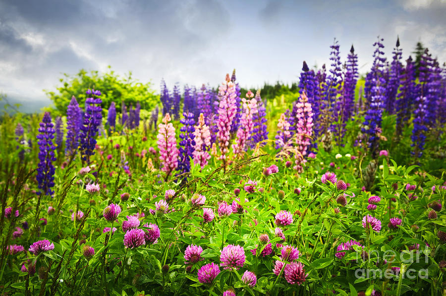 Wildflowers in Newfoundland Photograph by Elena Elisseeva