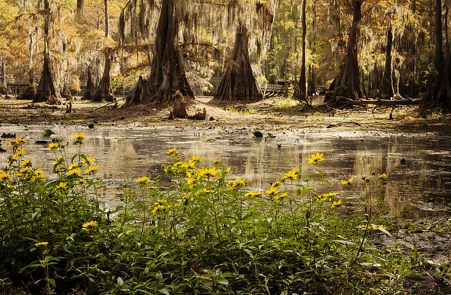 wildflowers in the Cypress Forest Photograph by Iris Greenwell