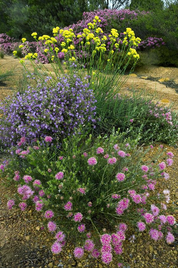 Wildflowers In Western Australia Photograph by Bob Gibbons - Fine Art ...