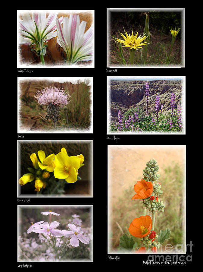 Nature Photograph - Wildflowers of the Southwest by Judee Stalmack