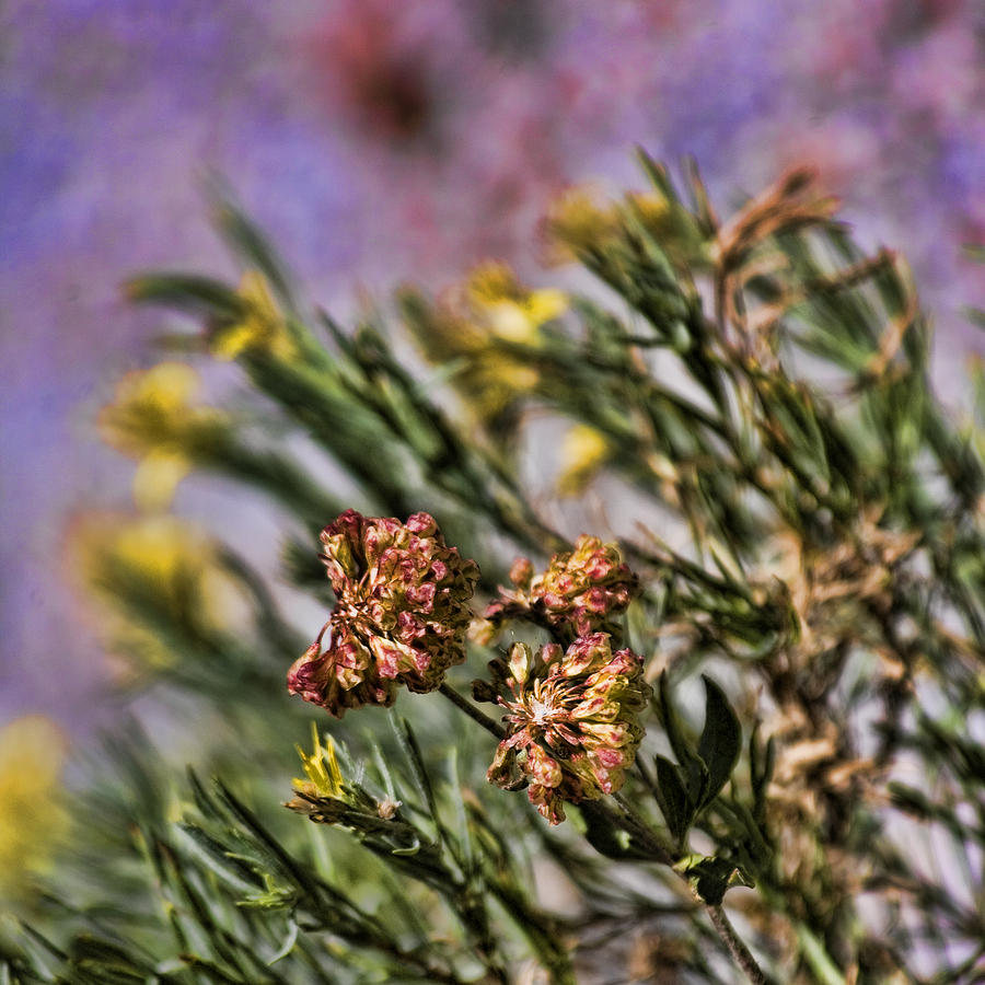 Wildflowers of Yosemite Photograph by Bonnie Bruno