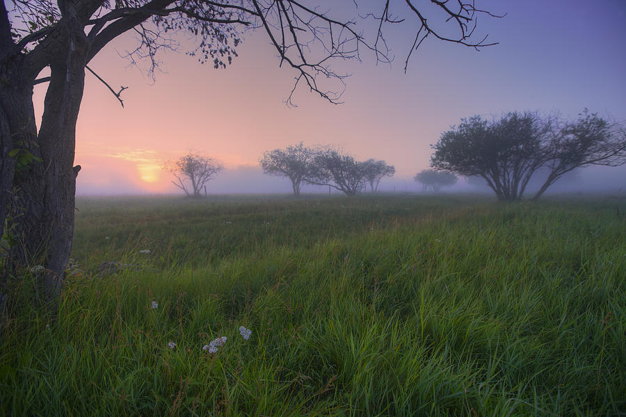 Landscape Photograph - Wildflowers On A Foggy Pasture by Dan Jurak