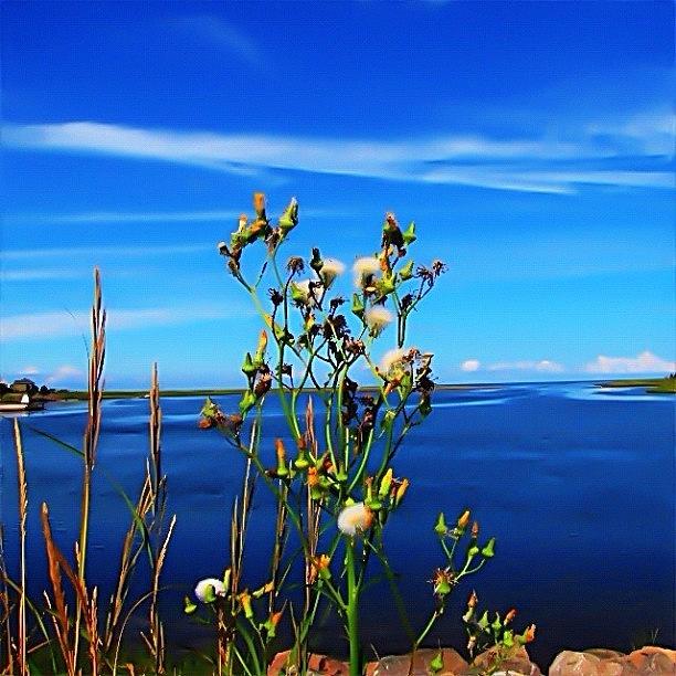 Blue Photograph - Wildflowers On The Water by Deb - Jim Photograhy