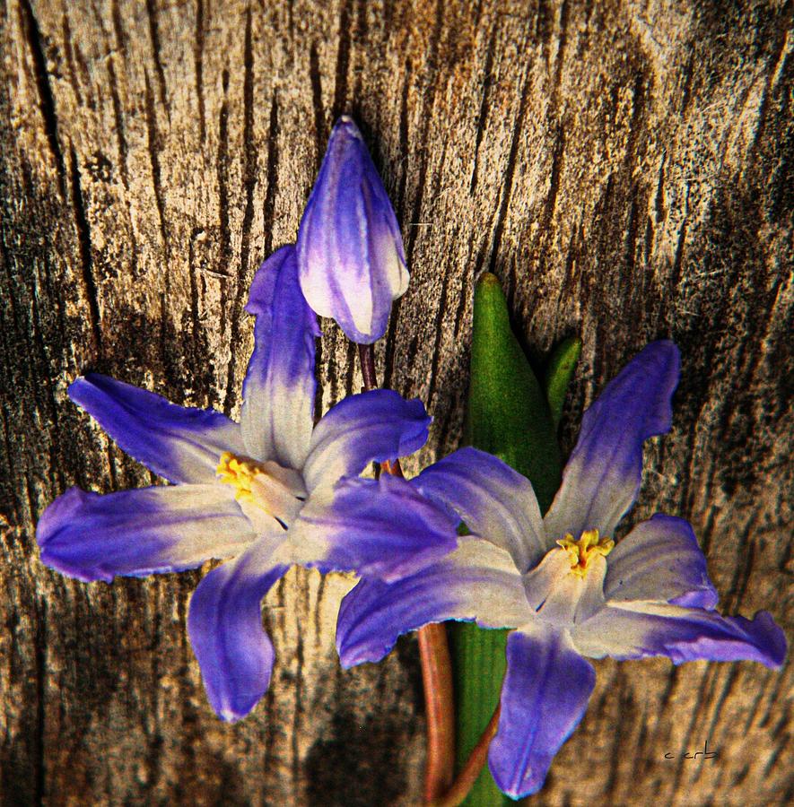 Wildflowers on Wood Photograph by Chris Berry