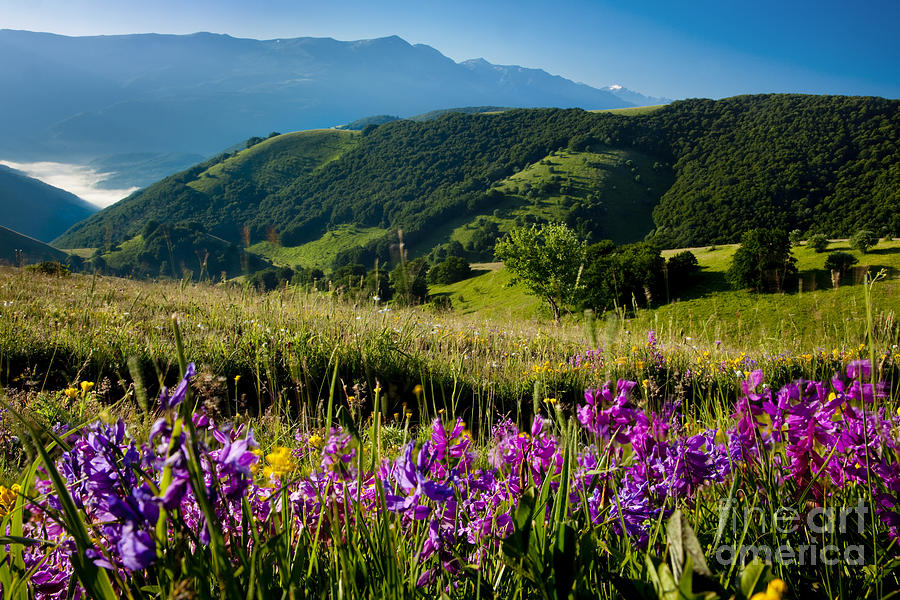 Wildflowers Umbria Photograph by Brian Jannsen