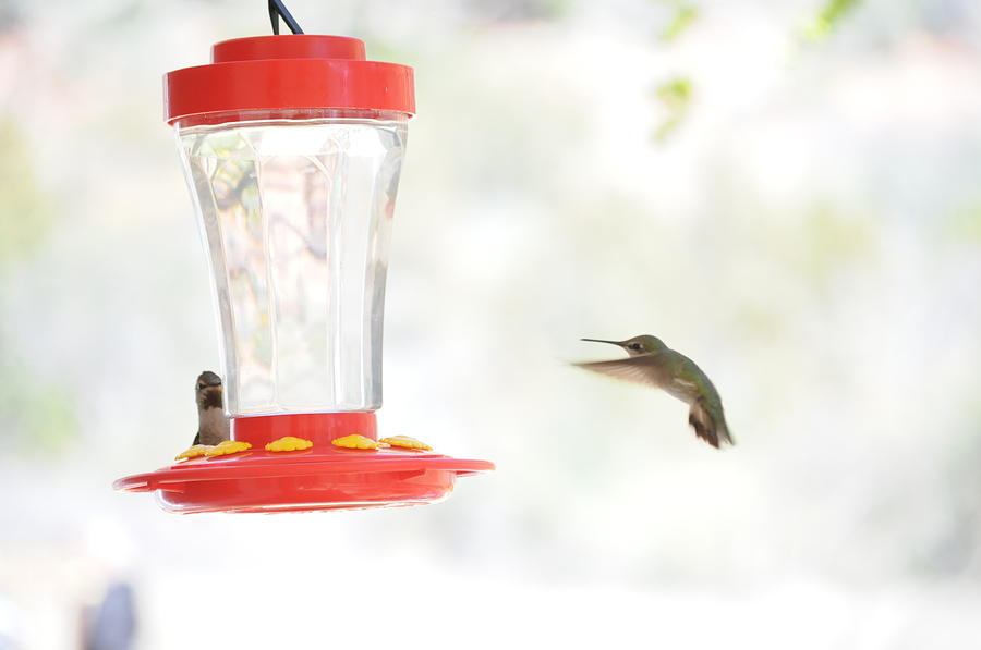 Hummingbird Photograph - Wildlife 01 by Earl Bowser