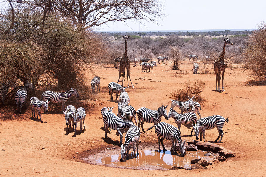 Wildlife At The Watering Hole Photograph By Marion Mccristall