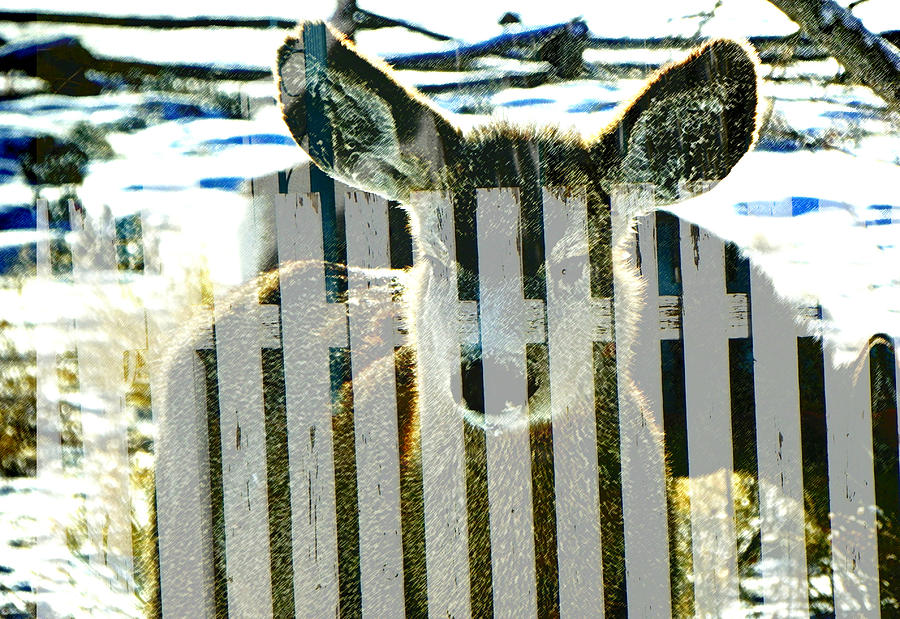 Wildlife Fading Behind Picket Fences Photograph by Lenore Senior