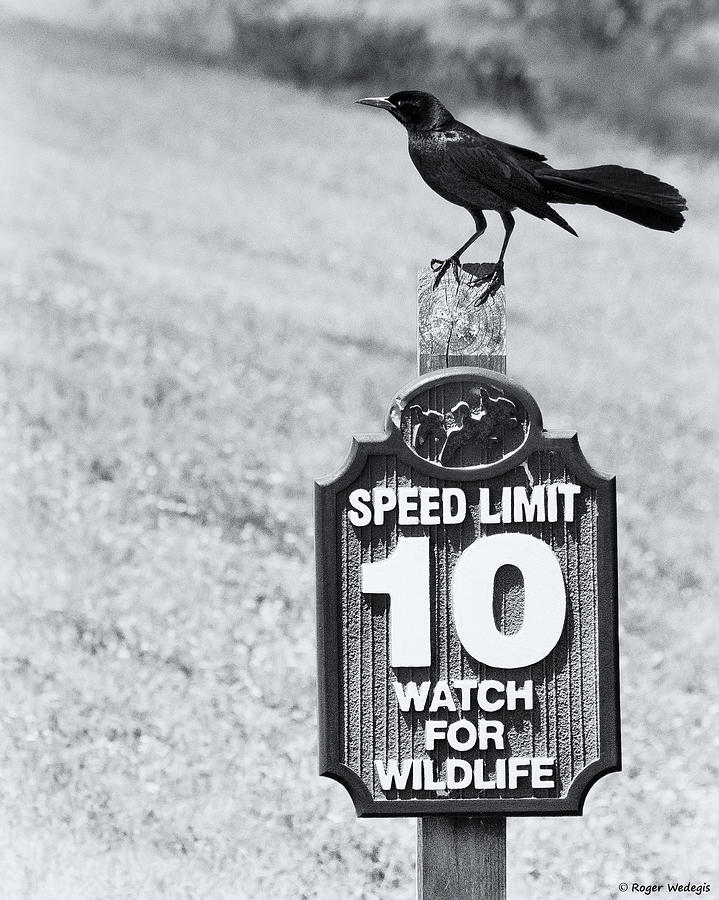 Crow Photograph - Wildlife Watching The Speed Limit by Roger Wedegis