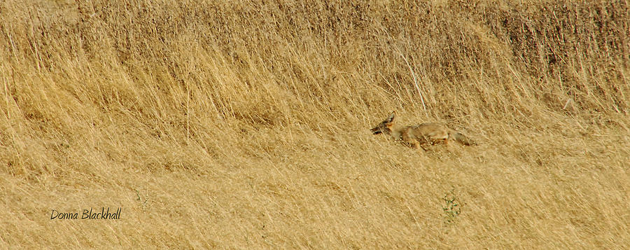 Wile E Coyote On The Run  Photograph by Donna Blackhall
