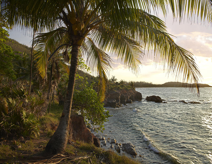 Wilkes Point At Sunset With Palm Trees Photograph by Tim Fitzharris