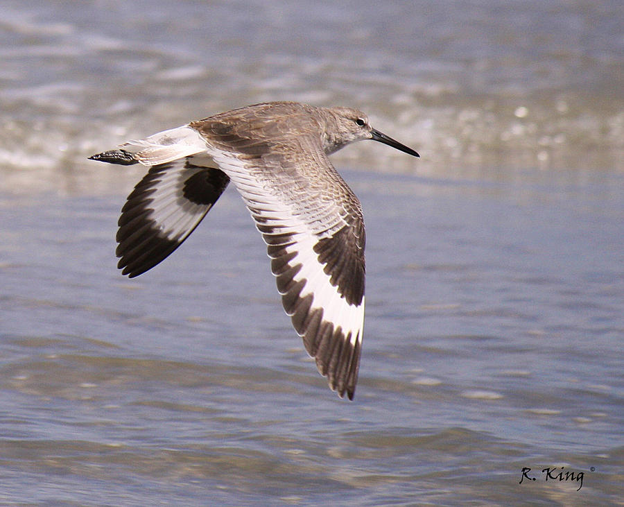 Bird Photograph - Willet in Flight by Roena King
