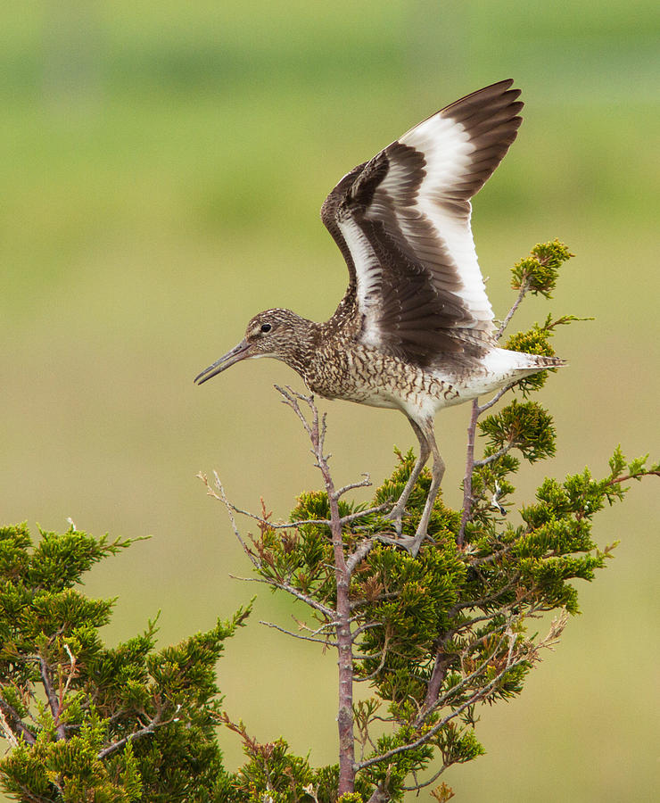 Willet Photograph by Mircea Costina Photography