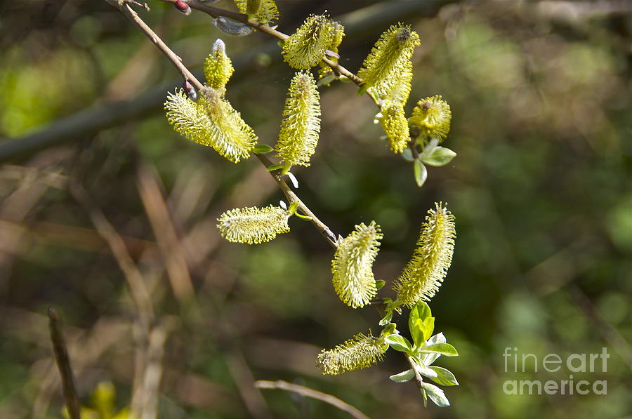 Willow Catkins Photograph by Sean Griffin