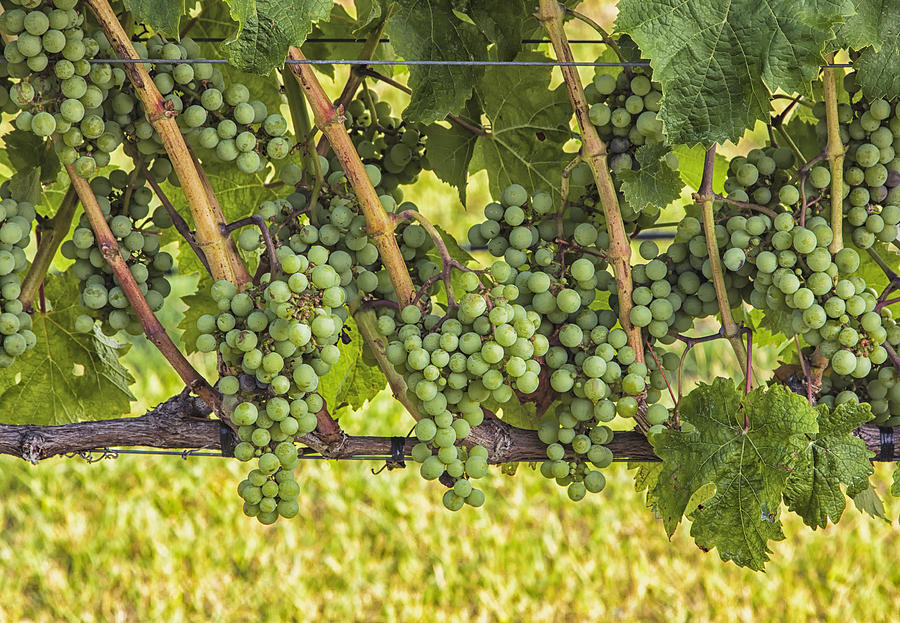 Willow Creek Grapes Photograph by Tom Singleton