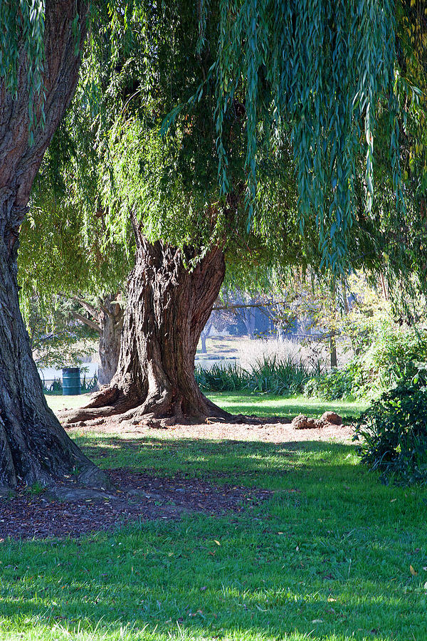 Willow Tree Photograph - Willow by Joe Fernandez