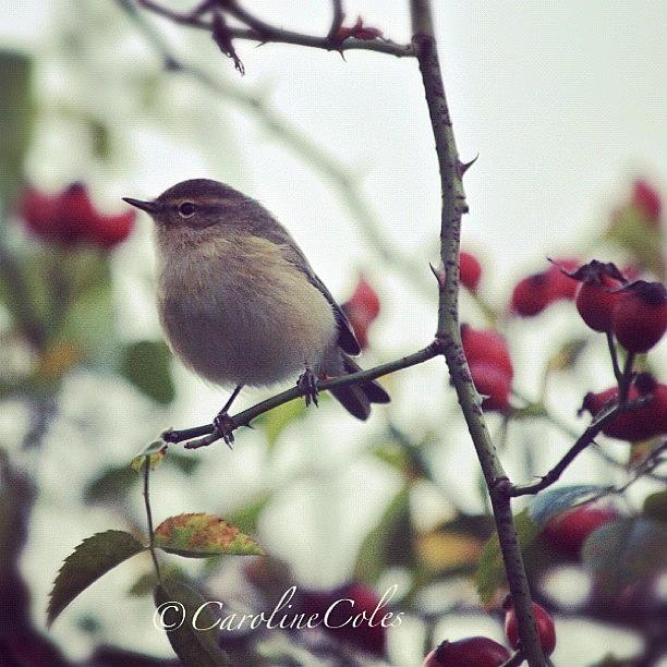 Fall Photograph - Willow Warbler Amongst Rosehips by Caroline Coles