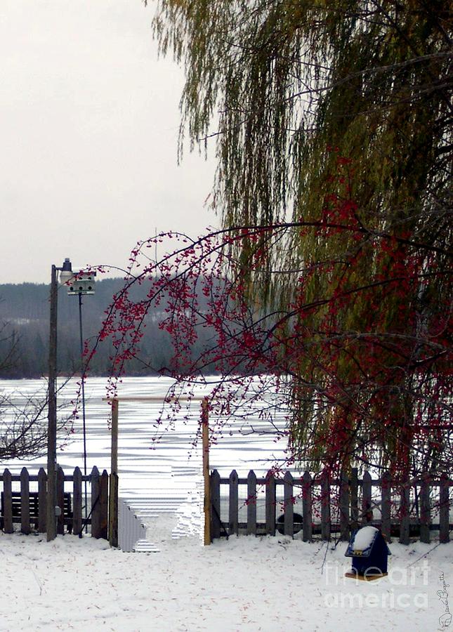 Willows and Berries in Winter Photograph by Desiree Paquette