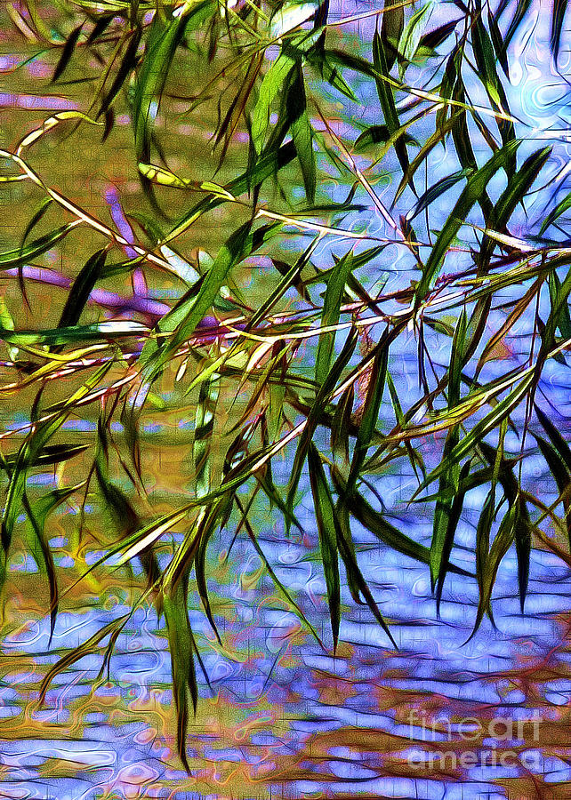 Willows at the Pond Photograph by Judi Bagwell