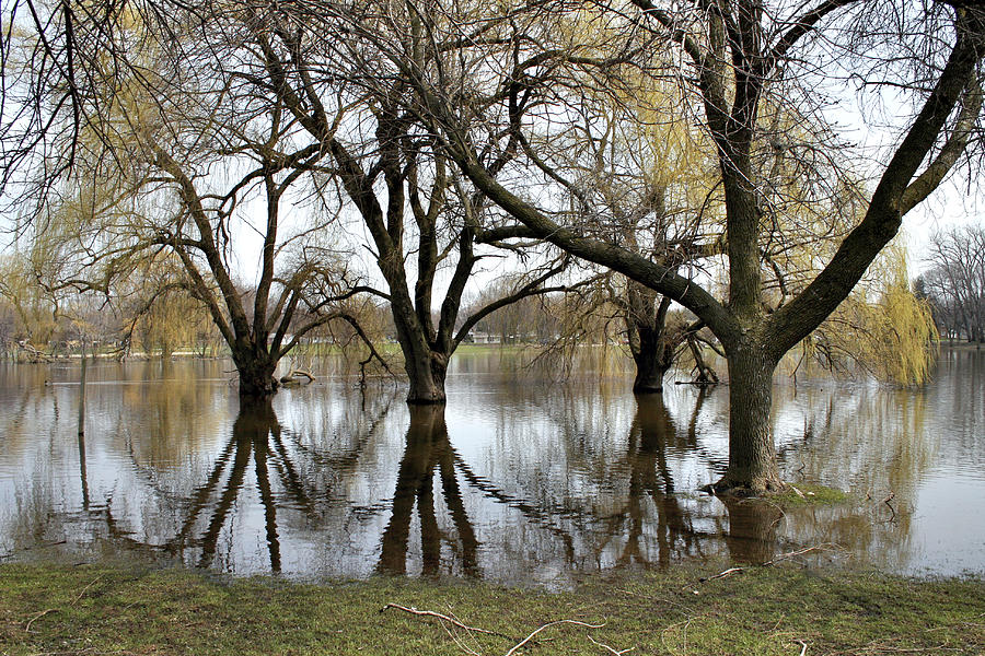 Willows In The Flood Photograph by Richard Gregurich