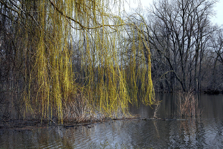 Willows in the Spring Photograph by Richard Gregurich