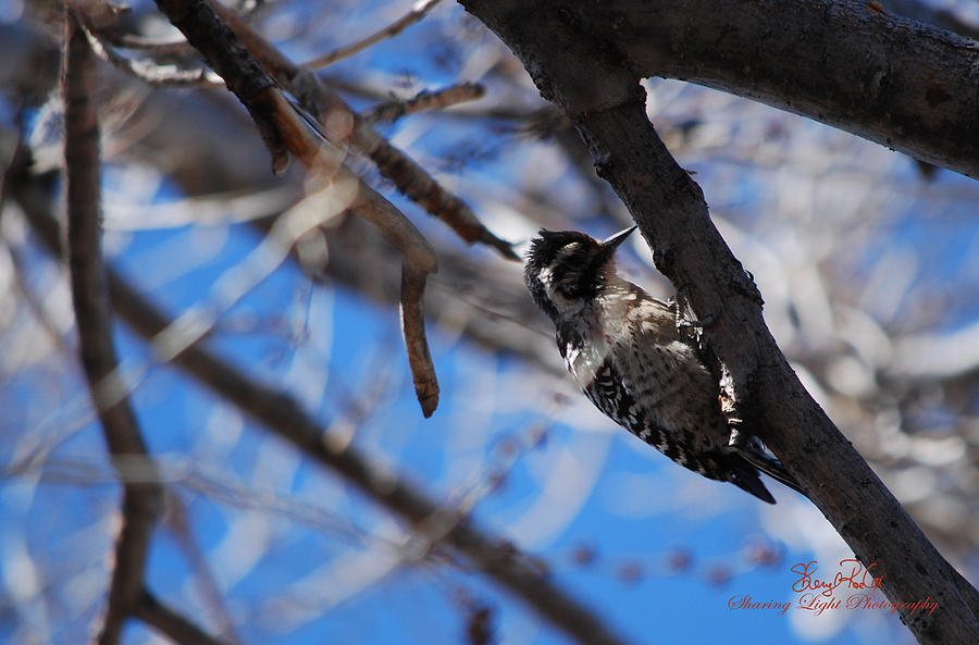 willy the woodpecker