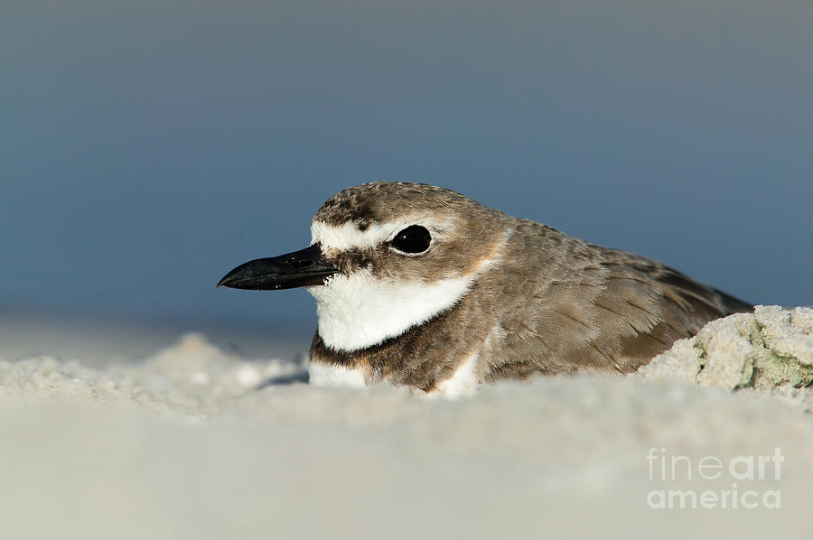 Wilsons Plover Nesting Photograph by Clarence Holmes