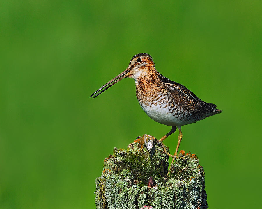 Wilsons Snipe Photograph by Tony Beck